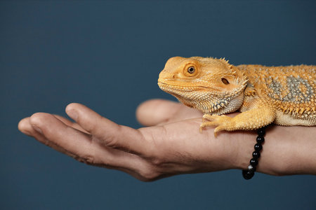 Side view closeup of yellow iguana sitting on hand against blue background, copy spaceの写真素材