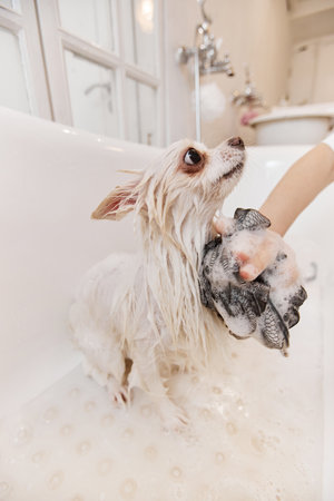 Side view closeup of hands washing cute little dog in bathtub with loofah and soap bubbles copy spaceの写真素材