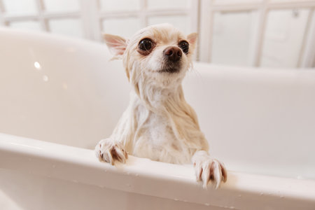 Close up portrait of cute little dog peeking out of bathtub after washing in luxury grooming salon copy spaceの写真素材