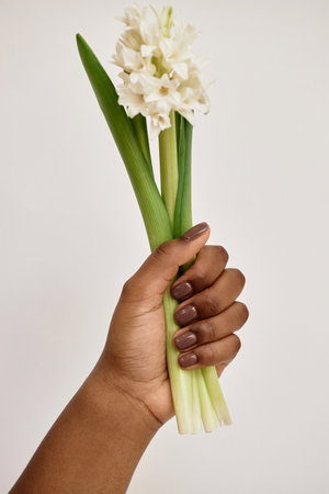 Vertical close up on Black womans hand with manicure holding hyacinth isolated on white background. Giving or receiving flowers as present communicating feeling of apologies, sympathy or loveの写真素材