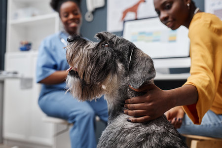 Side view shot of salt-and-pepper standard schnauzer dog looking away while visiting veterinarian with female owner of African American ethnicity, copy spaceの写真素材