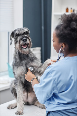 Vertical over shoulder shot of female African American veterinarian listening to heartbeat of salt-and-pepper schnauzer dog sitting on table during examination in clinicの写真素材