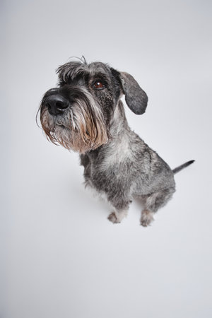 Fisheye shot of purebred salt-and-pepper schnauzer dog performing sit command looking at camera with...