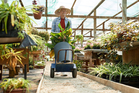 Senior man wearing hat pushing wheelbarrow filled with plants in greenhouse, surrounded by various...