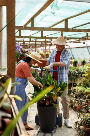 Two people are carefully handling and arranging potted plants inside a greenhouse nurturing environment full of greenery and growthの写真素材