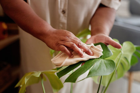 Close up of unrecognizable senior woman caring for exotic plants at home and gently wiping monstera...