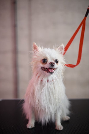 Small fluffy dog sitting on grooming table with red leash attached, looking slightly upward with mouth open and tongue out, long fur appearing slightly dampの写真素材