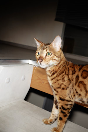 Bengal cat standing on indoor staircase looking attentively toward lower steps, displaying...