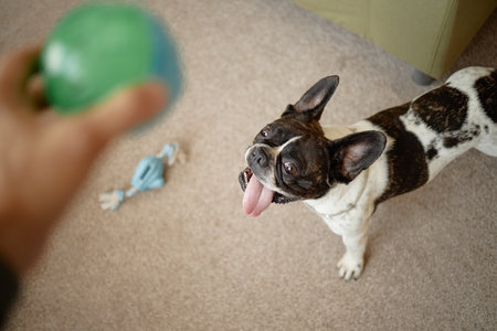French Bulldog standing on carpet looking up at outstretched hand holding green ball, tongue hanging out, anticipating playtime, blue rope toy lying on floor in background
