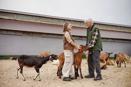 Caucasian young adult woman and Caucasian senior man standing outdoors interacting with goats on farm, several goats grazing in background, both subjects facing each otherの写真素材