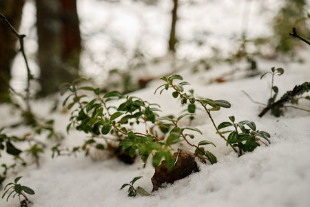 Closeup of green plant growing through snow on forest floor with blurred trees in background, capturing natural resilience and early spring vegetation emerging from winter landscapeの写真素材