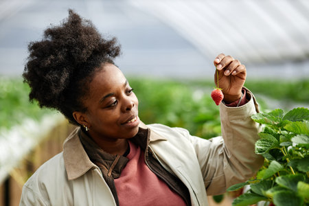 Black woman young adult examining ripe strawberry while standing in greenhouse, holding fruit by stem and inspecting quality, surrounded by green strawberry plants in agricultural settingの写真素材