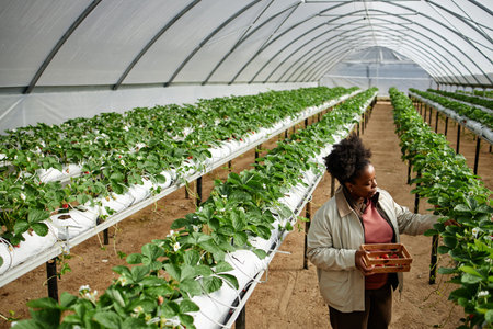 Young adult Black woman harvesting strawberries in modern greenhouse, holding wooden crate while inspecting plants, standing between rows of cultivated strawberry bushes under transparent roofの写真素材