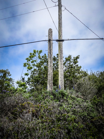 Telegraph pole in the bushes の写真素材