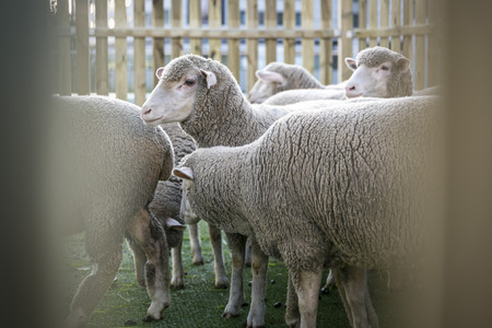 Sheep, Merino sheep in an enclosureの写真素材