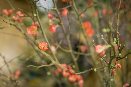 Branches with flowersの写真素材