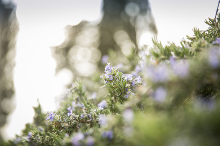 Lavender branch in the morning sunの写真素材