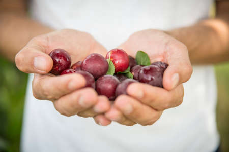 Hands holding fresh plumsの写真素材