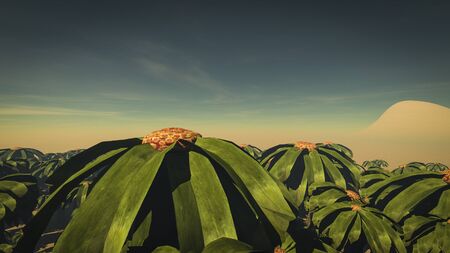 Palm Forest 3の写真素材