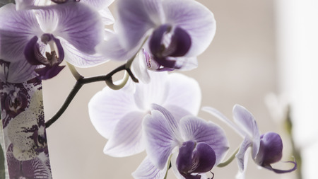 Some blooming flowers.の写真素材