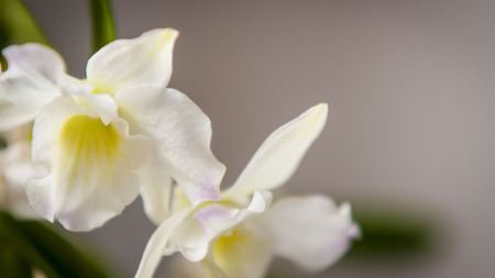 Some blooming flowers.の写真素材