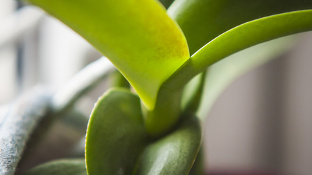 A close-up photo of a green plant.の写真素材