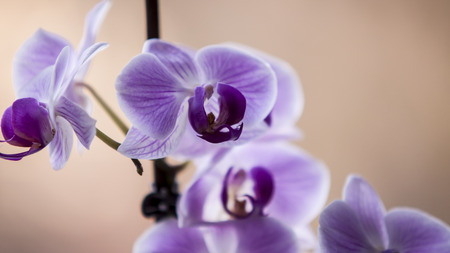 Some blooming flowers.の写真素材