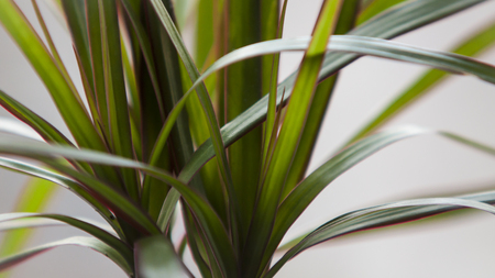 A close-up photo of a green plant.の写真素材