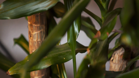 A close-up photo of a palm with sun.の写真素材