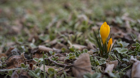 A blooming tulip in the cold green morning grass.の写真素材