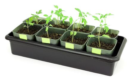 Seedlings of tomatoes on a white backgroundの写真素材