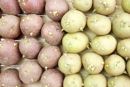 Two grades of potato prepared for landingの写真素材