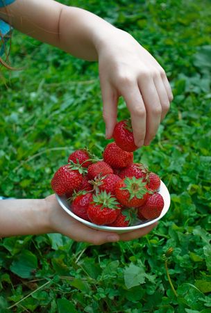 Girl fills  plate with  ripe strawberry  in  gardenの写真素材