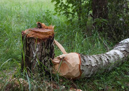 Birch stump and trunk of  birch in  forest glade