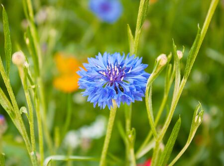 Cornflower blossoms in a meadow in early summerの写真素材