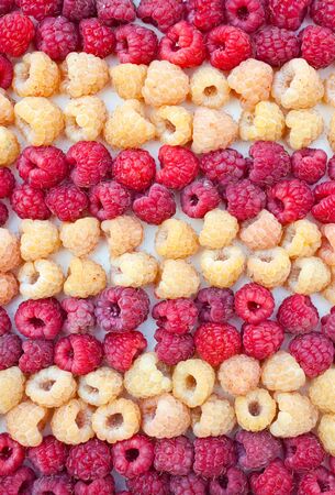 Two grades of a raspberry - the red and yellow lie togetherの写真素材