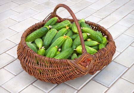 Wattled basket is filled by green cucumbersの写真素材