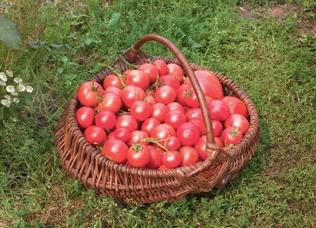 Wattled basket filled with red ripe tomatoesの写真素材