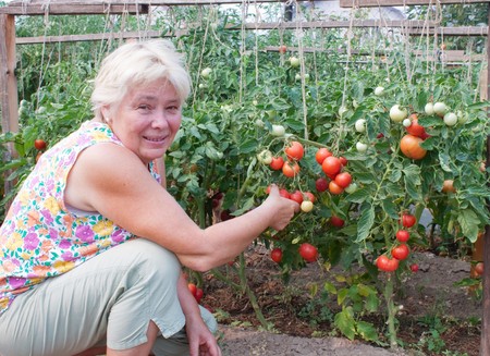 Elderly mistress of a kitchen garden reaps a cropの写真素材