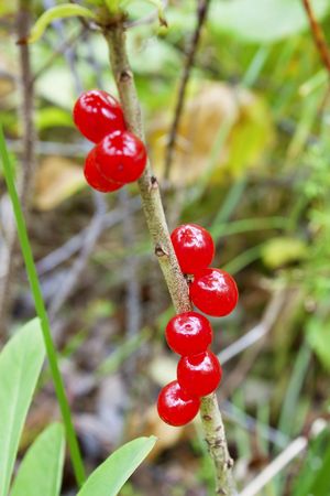 Deadly poisonous berry daphne (Daphna mezereum)の写真素材