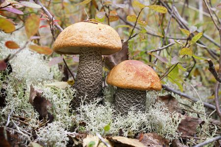 Two orange-cap boletus (Leccinum aurantiacum) found in the woodsの写真素材