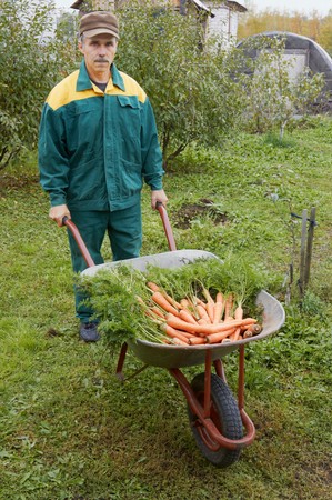 Man carries a wheelbarrow with carrotの写真素材