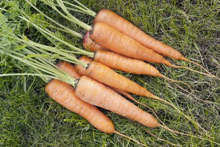 The big heap of carrots with a tops of vegetable