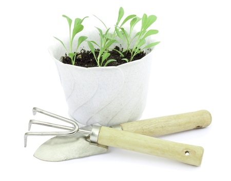 Young seedlings of flowers in bright pots and toolsの写真素材