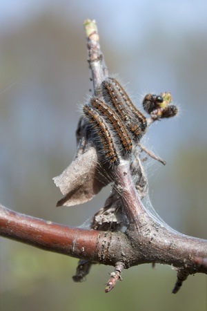 Caterpillars of butterflies hives hanging on a tree branch