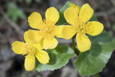 Marsh marigold blossoms in April on the edge of the swampの写真素材