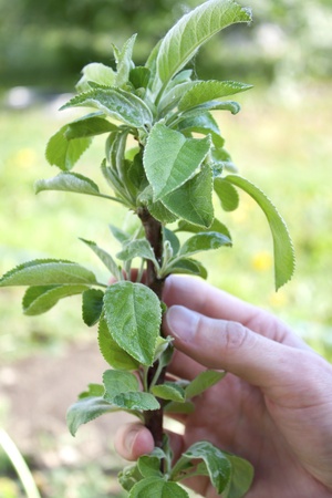 The top of a young columnar apple treeの写真素材