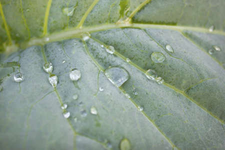 Dew drop is on a piece of cabbage plantsの写真素材