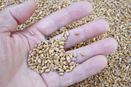 A handful of wheat grains in a menの写真素材