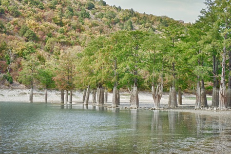 Marsh cypress on the lake Sukko. Russiaの写真素材